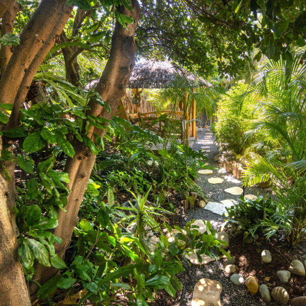 Wide angle shot of walking path through dense jungle foliage and Palapa in background at Tropic Shots production set